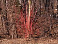 Cornus alba Sibirica IMG_4601 Dereń biały